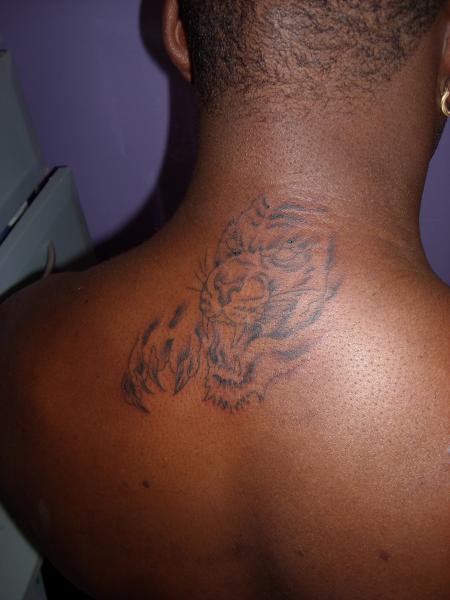 tigre